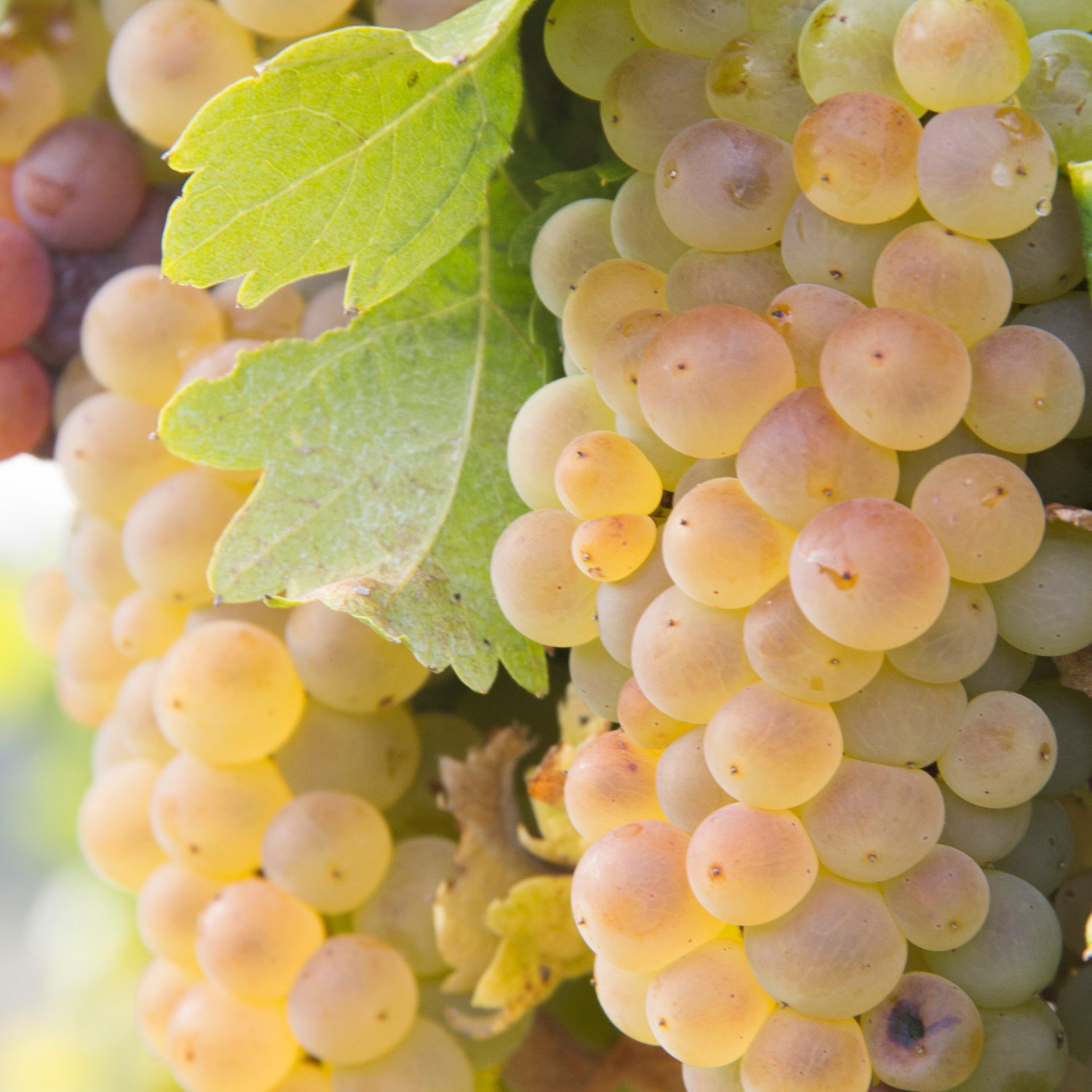 Vinhos da Quinta do Palame